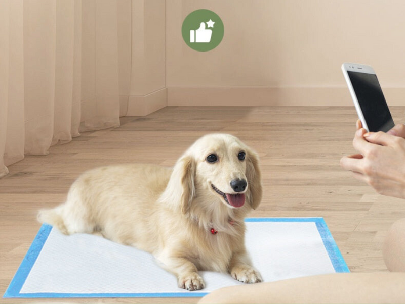 Tapete Super Absorvente para Cães